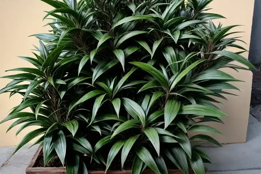 Sweet Box (Sarcococca Hookeriana Var. Humilis)