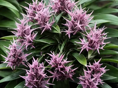 Sweet Box (Sarcococca Hookeriana Var. Humilis ‘Sarsid2’ FRAGRANT MOUNTAIN)