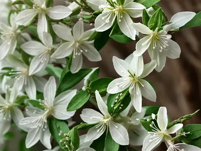 Sweet Breath Of Spring (Lonicera Fragrantissima)