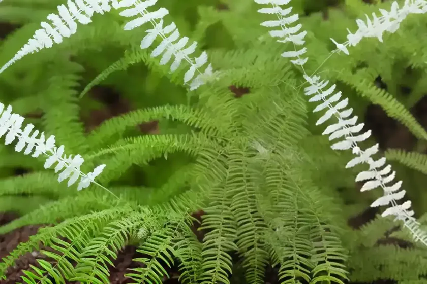 Sweet fern (comptonia peregrina) — photo 2