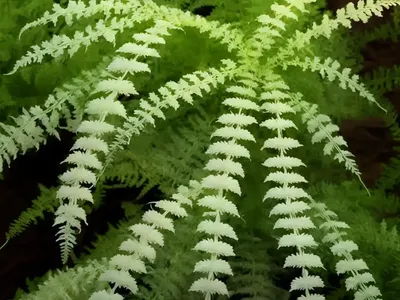 Sweet Fern (Comptonia Peregrina)
