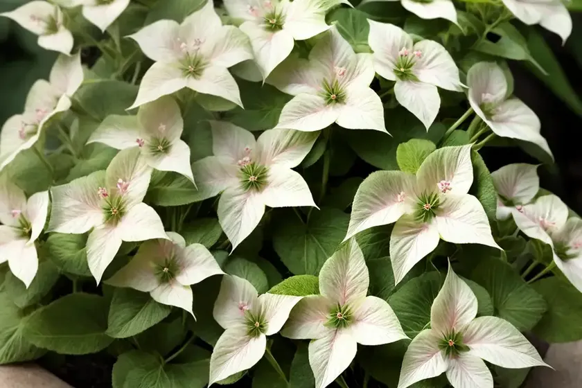 Sweet four o’clock (mirabilis longiflora)
