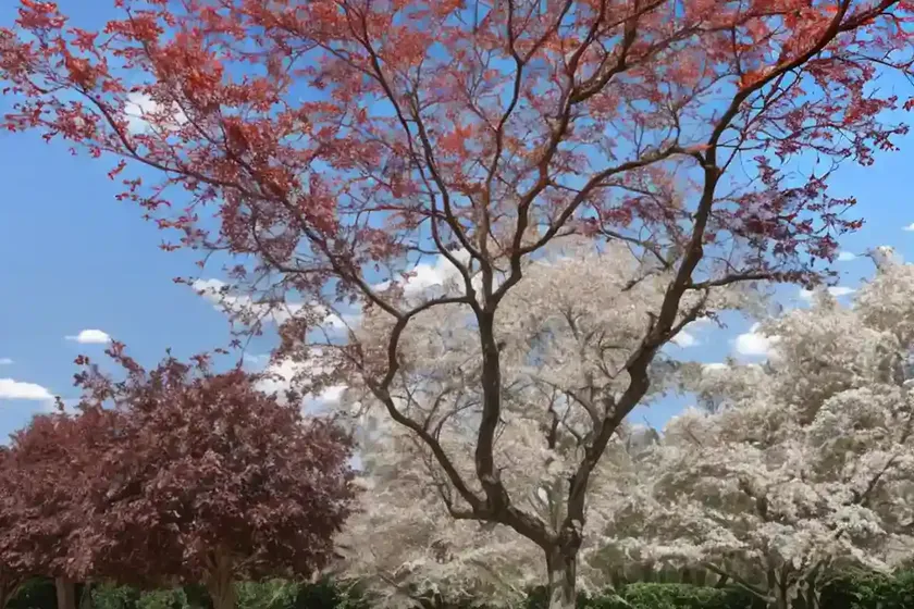 Sweet gum (liquidambar acalycina) — photo 3