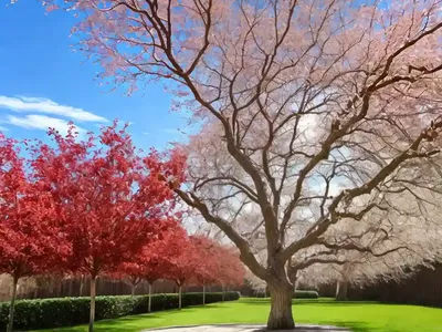 Sweet Gum (Liquidambar Acalycina)