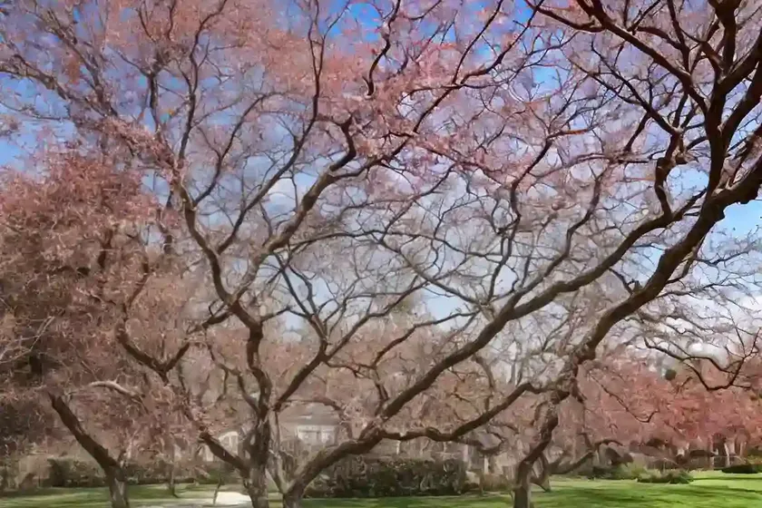 Sweet gum (liquidambar orientalis) — photo 2