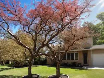 Sweet Gum (Liquidambar Orientalis)