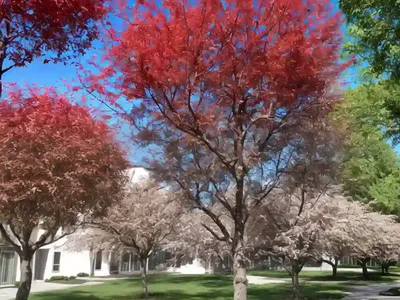 Sweet Gum (Liquidambar Styraciflua)