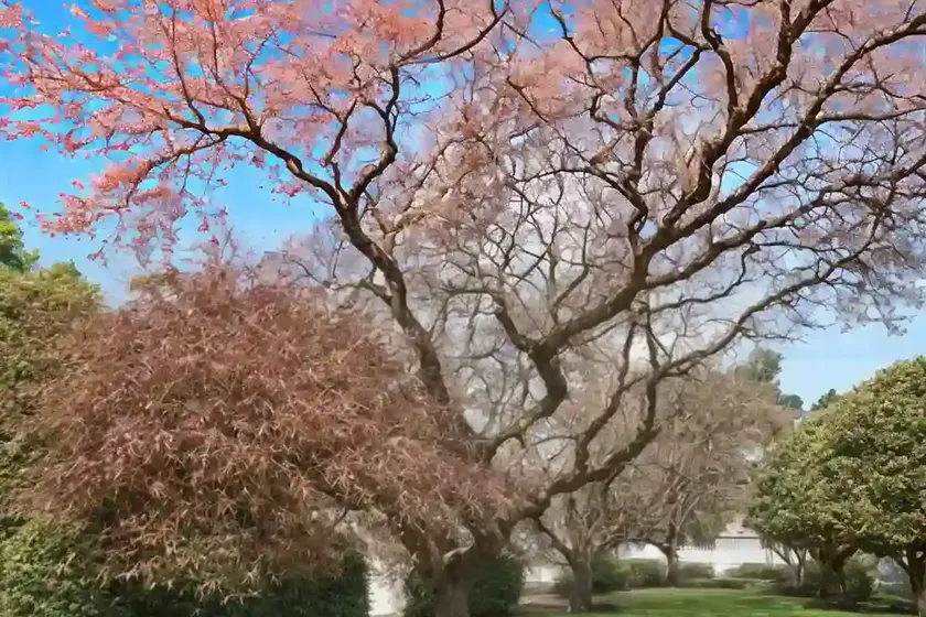 Sweet gum (liquidambar styraciflua ‘hapdell’ happidaze) — photo 3
