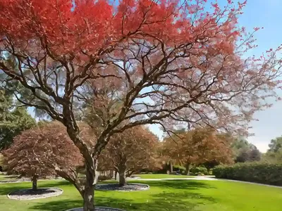 Sweet Gum (Liquidambar Styraciflua ‘Hapdell’ HAPPIDAZE)