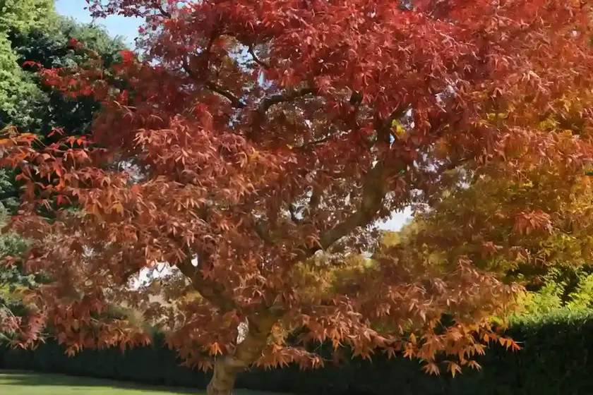 Sweet gum (liquidambar styraciflua ‘rotundiloba’) — photo 3