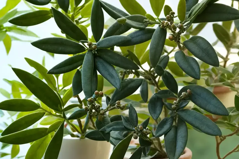 Sweet olive (coprosmanthus herbaceus) — photo 2