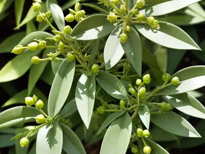 Sweet Olive (Coprosmanthus Herbaceus)