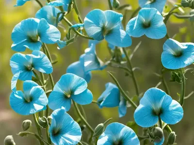Sweet Pea (Lathyrus Odoratus)