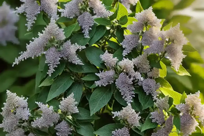 Sweet Pepperbush (Clethra Alnifolia) — photo 2