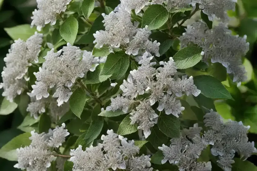 Sweet Pepperbush (Clethra Alnifolia) — photo 3