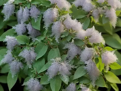 Sweet Pepperbush (Clethra Alnifolia)