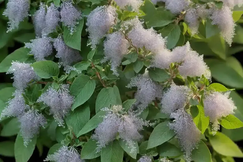 Sweet Pepperbush (Clethra Alnifolia)