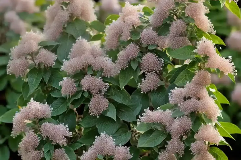 Sweet pepperbush (clethra alnifolia ‘batsto blush’) — photo 2