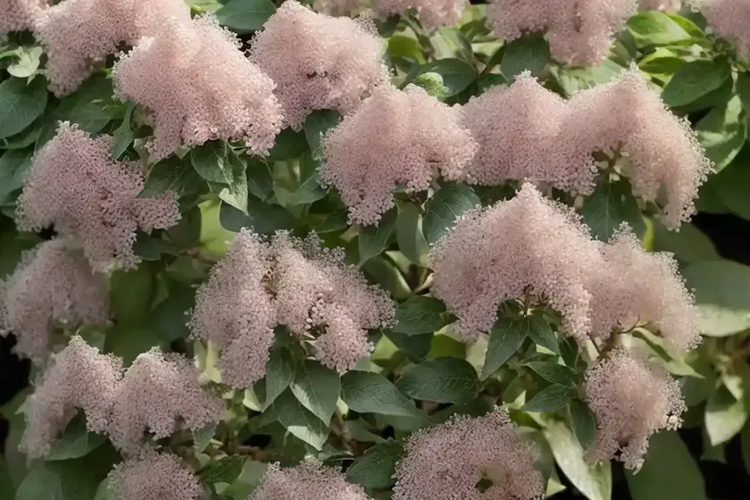 Sweet pepperbush (clethra alnifolia ‘batsto blush’) — photo 3