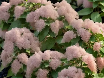 Sweet Pepperbush (Clethra Alnifolia ‘Batsto Blush’)
