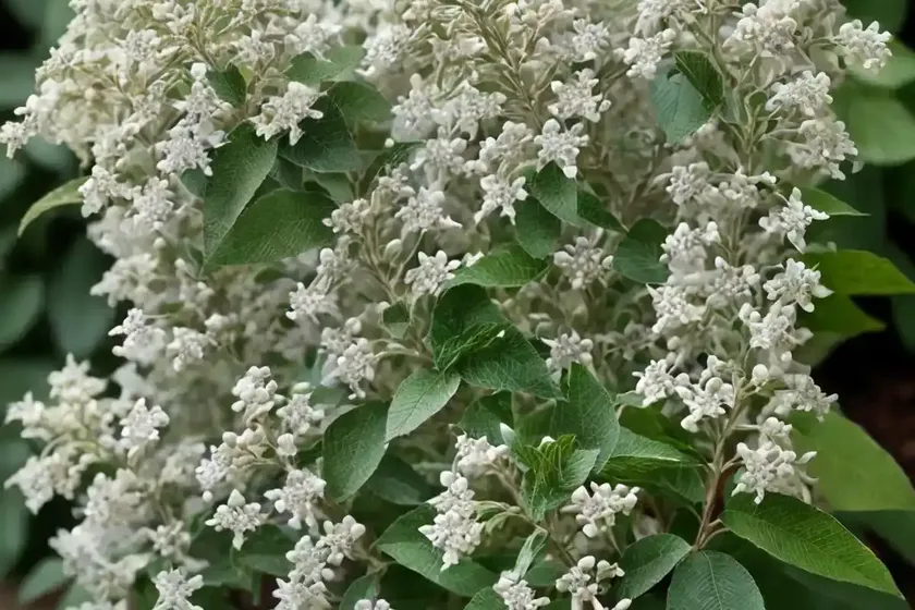 Sweet pepperbush (clethra alnifolia ‘caleb’ vanilla spice) — photo 2