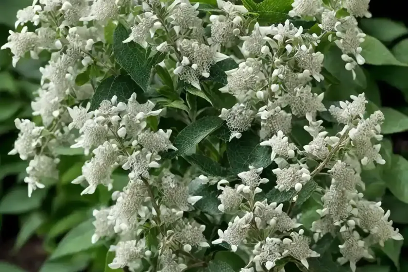 Sweet pepperbush (clethra alnifolia ‘caleb’ vanilla spice) — photo 3