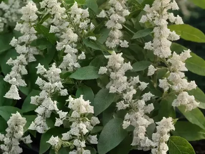 Sweet Pepperbush (Clethra Alnifolia ‘Caleb’ VANILLA SPICE)