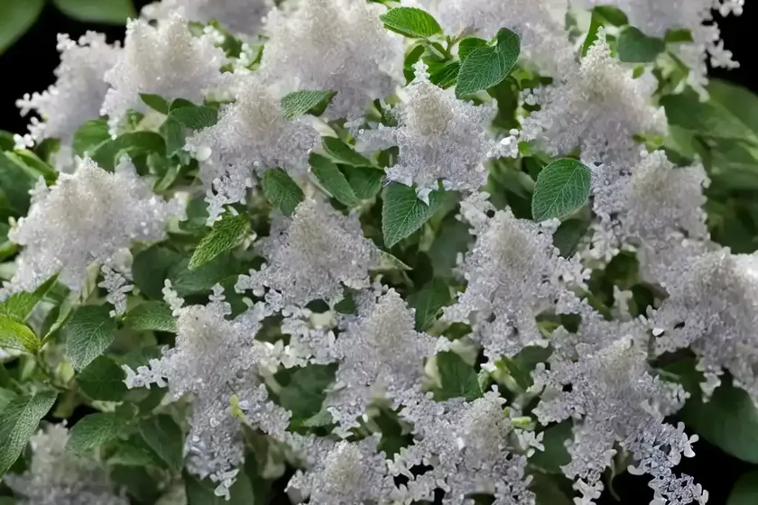 Sweet pepperbush (clethra alnifolia ‘crystalina’) — photo 2