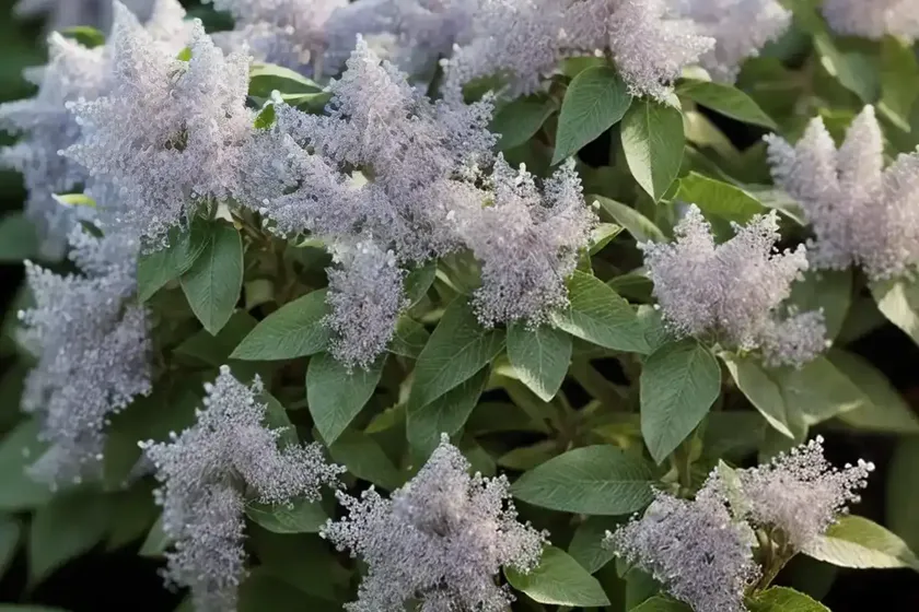 Sweet pepperbush (clethra alnifolia ‘crystalina’) — photo 3