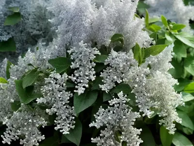 Sweet Pepperbush (Clethra Alnifolia ‘Crystalina’)