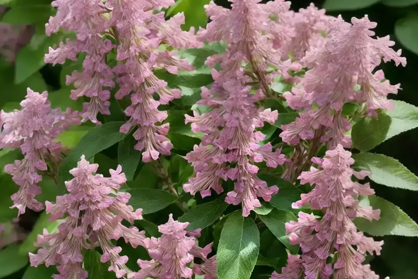 Sweet Pepperbush (Clethra Alnifolia ‘Pink Spire’) — photo 2