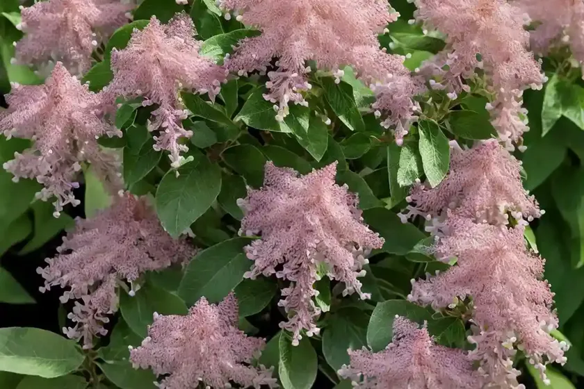 Sweet Pepperbush (Clethra Alnifolia ‘Pink Spire’) — photo 3