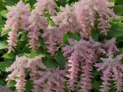 Sweet Pepperbush (Clethra Alnifolia ‘Pink Spire’)