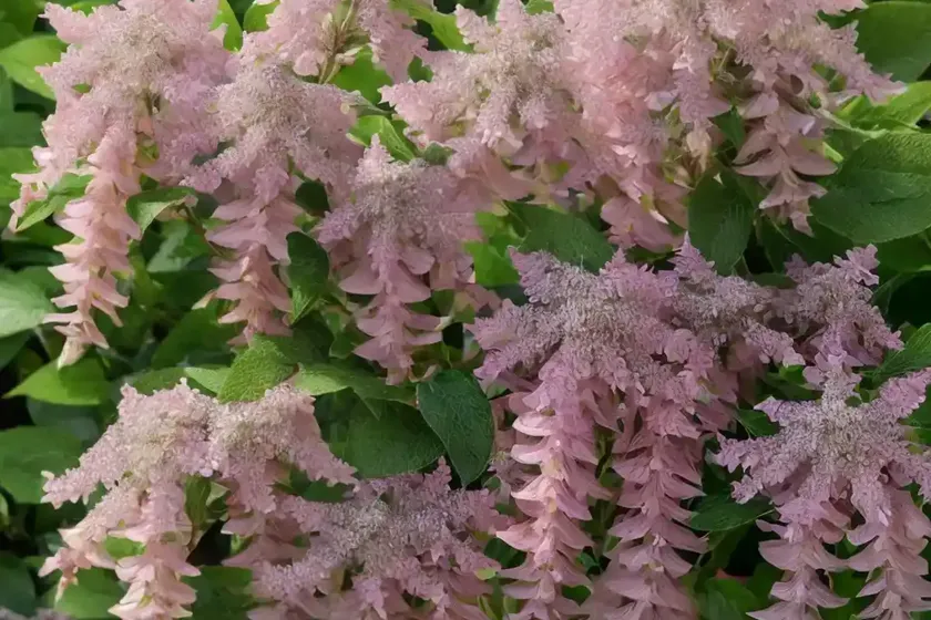 Sweet Pepperbush (Clethra Alnifolia ‘Pink Spire’)