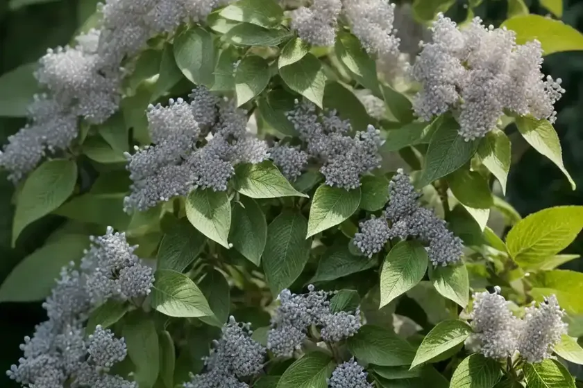 Sweet pepperbush (clethra alnifolia sherry sue) — photo 2