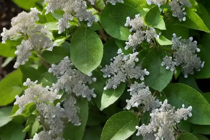 Sweet pepperbush (clethra alnifolia sherry sue) — photo 3