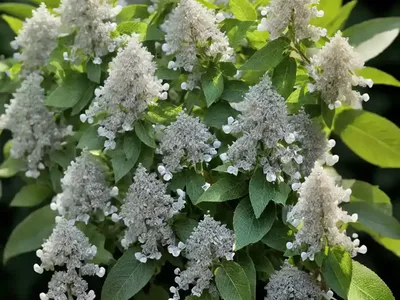 Sweet Pepperbush (Clethra Alnifolia SHERRY SUE)