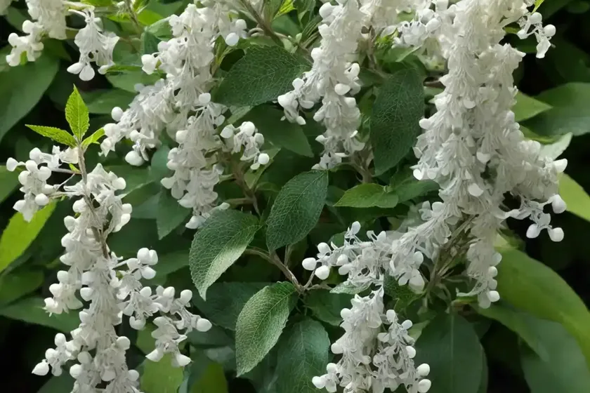 Sweet Pepperbush (Clethra Alnifolia ‘Sotite’ WHITE DOVE) — photo 2