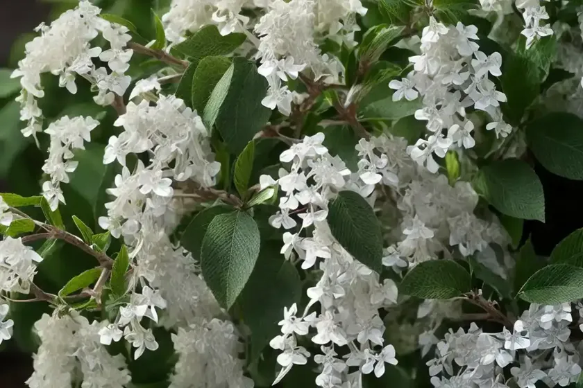 Sweet Pepperbush (Clethra Alnifolia ‘Sotite’ WHITE DOVE) — photo 3