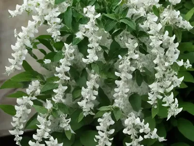 Sweet Pepperbush (Clethra Alnifolia ‘Sotite’ WHITE DOVE)
