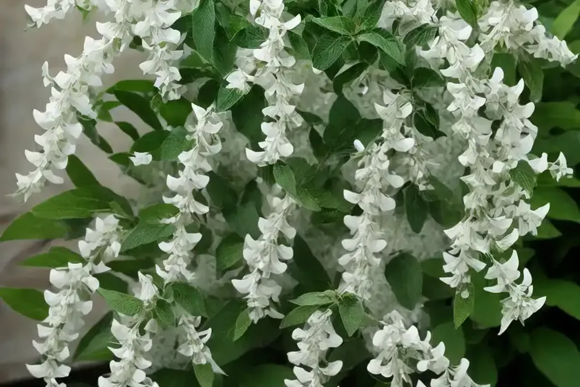Sweet Pepperbush (Clethra Alnifolia ‘Sotite’ WHITE DOVE)