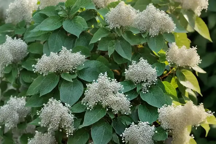 Sweet pepperbush (clethra alnifolia ‘tom’s compact’) — photo 2
