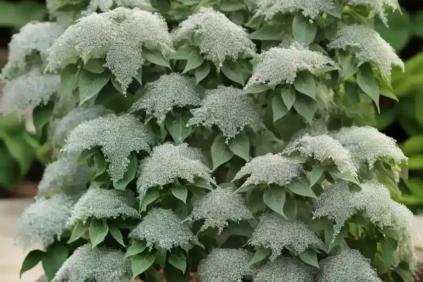 Sweet pepperbush (clethra alnifolia ‘tom’s compact’) — photo 3