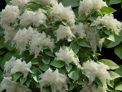 Sweet Pepperbush (Clethra Alnifolia ‘Tom’s Compact’)