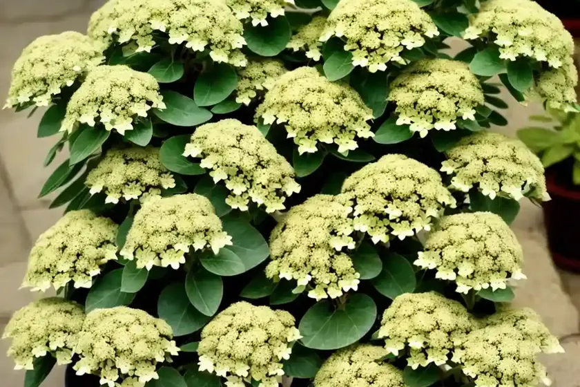 Sweet spurge (euphorbia dulcis) — photo 2