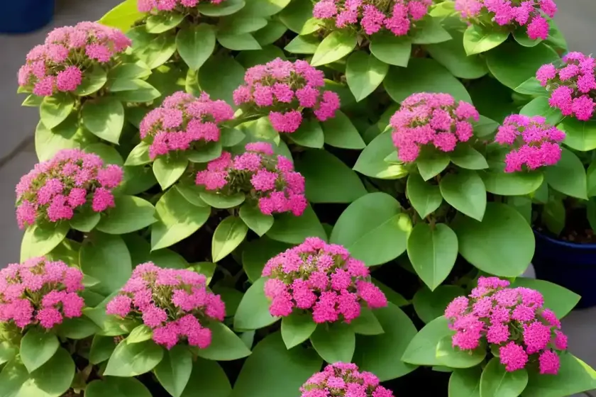 Sweet spurge (euphorbia dulcis) — photo 3