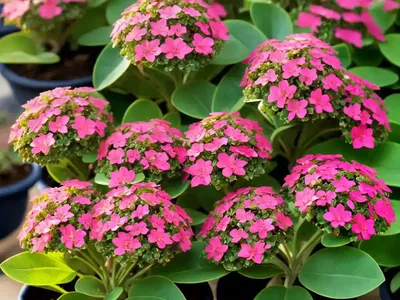 Sweet Spurge (Euphorbia Dulcis)