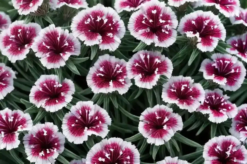 Sweet william (dianthus barbatus ‘pinocchio’) — photo 2