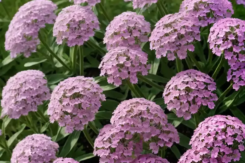 Sweet william silene (silene armeria) — photo 2