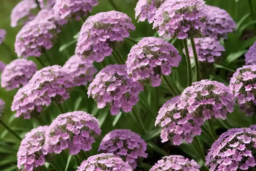 Sweet william silene (silene armeria) — photo 3